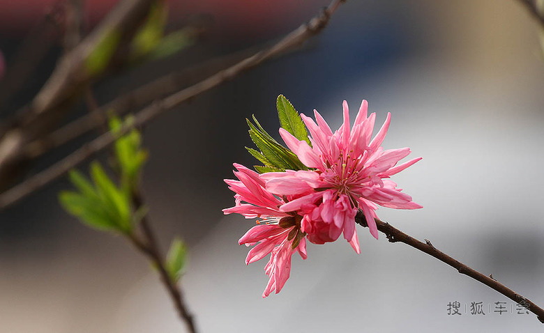 【安阳百川】春暖花开-菊花碧桃