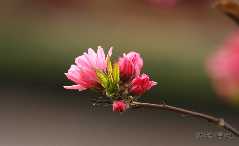 【安阳百川】春暖花开-菊花碧桃