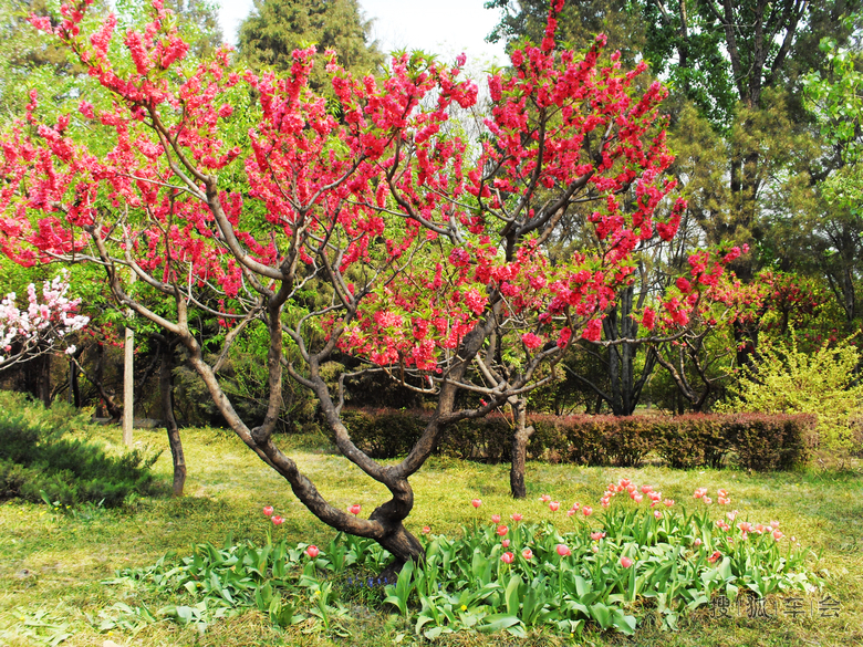 【安阳百川】踏春