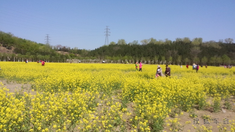 海淀区田村油菜花地_哈弗H6车友会