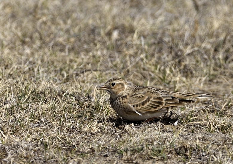 内蒙拍鸟记录~短趾百灵