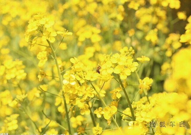 红星集体农场,南城最大油菜花田,拍婚纱照的好