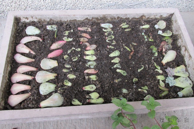 【安阳百川】多肉植物育苗