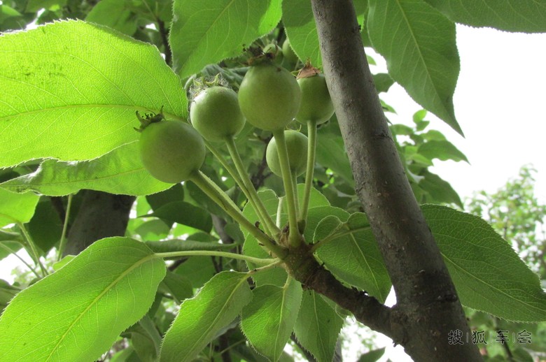 【安阳百川】梨树结果子了
