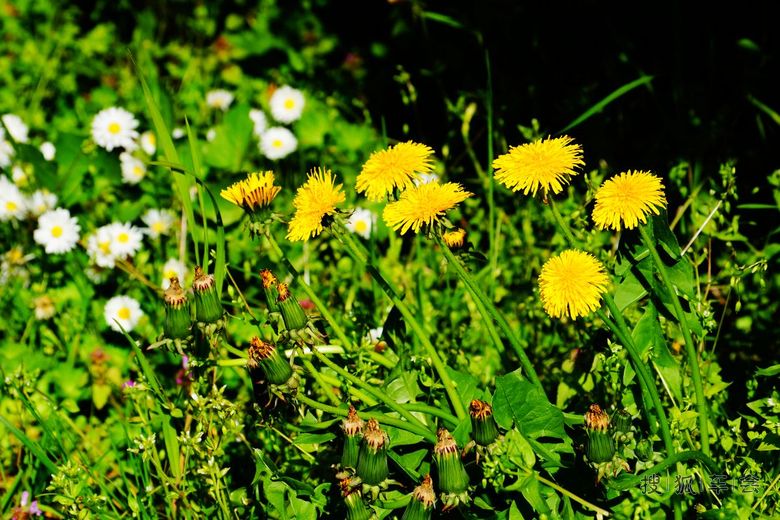 【安阳百川】去德国小镇旅游