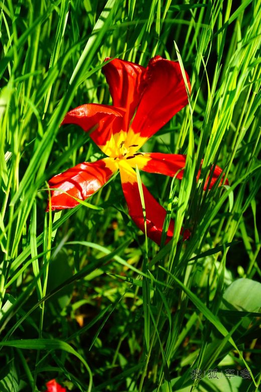 【安阳百川】去德国小镇旅游