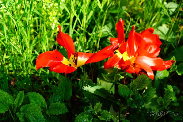 【安阳百川】去德国小镇旅游