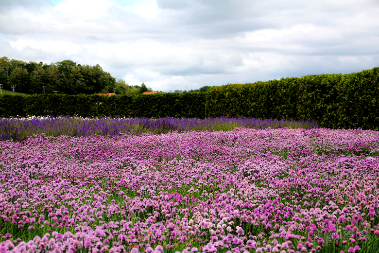 [原创]日本富良野花海荡漾_北京比亚迪S6