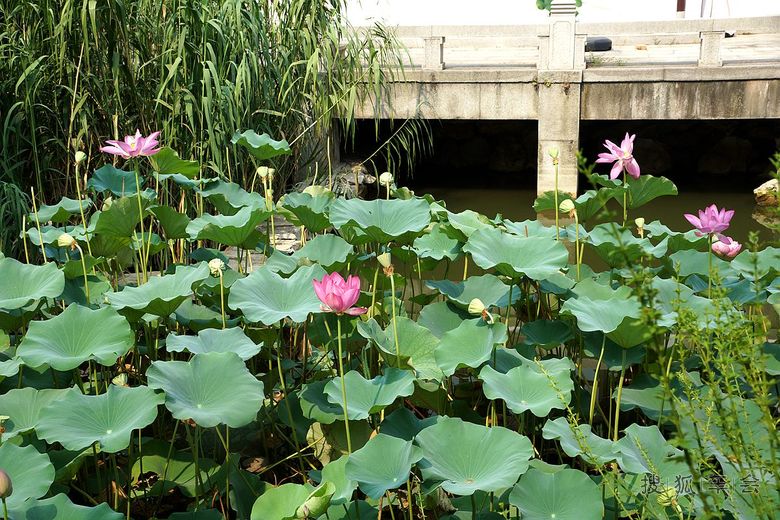 【安阳百川】苏州雕花楼