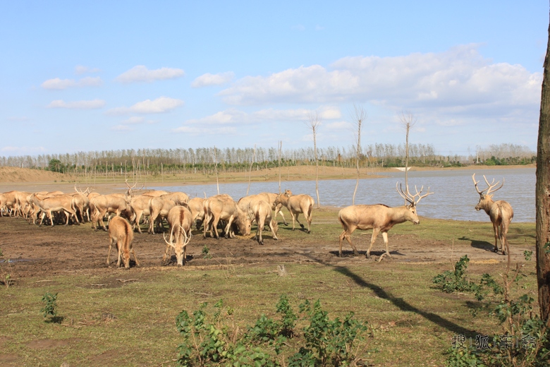 自驾游江浙6\/6--大丰麋鹿园