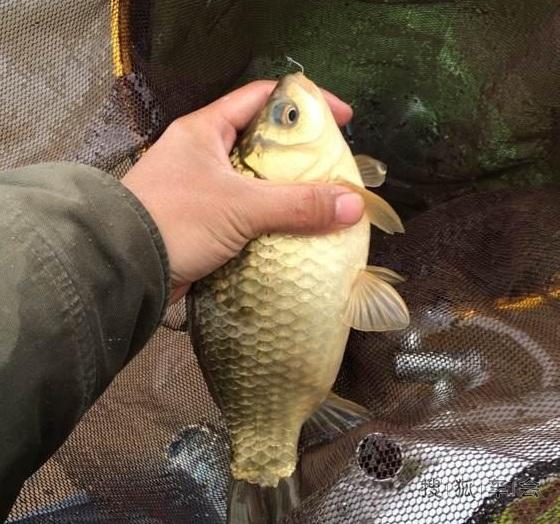 回家之后将这次春季钓鱼的收获过称