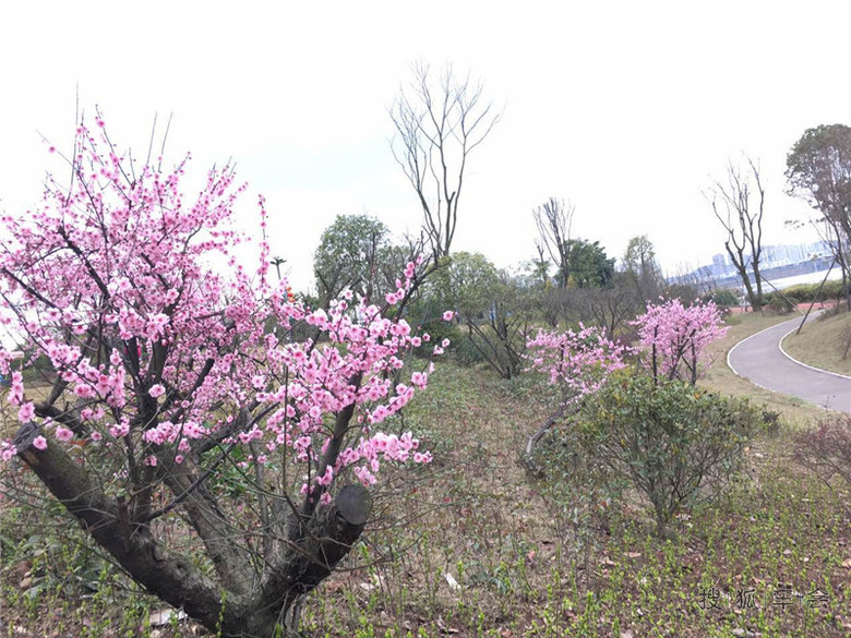 【四川遂宁】自驾RX5圣莲岛一日游!