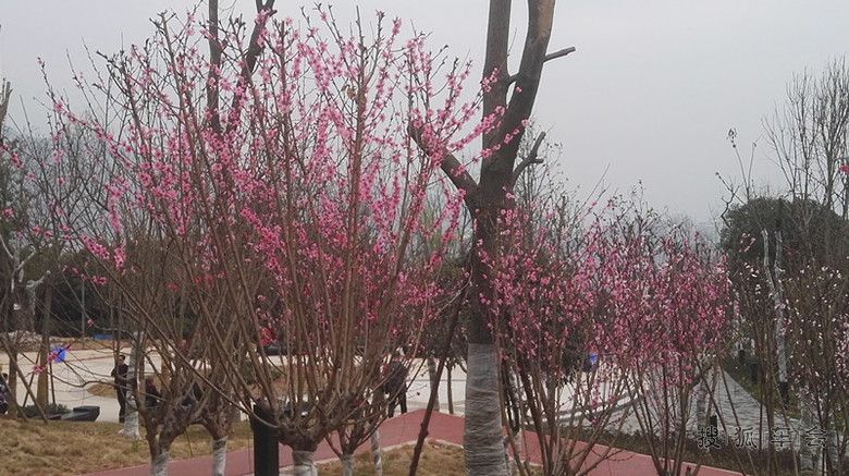 【四川达州】三月桃花红艳艳,RX5鹿鼎寨公园