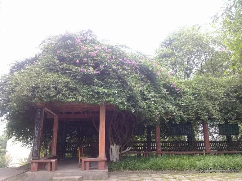 【重庆】RX5自驾寨山坪