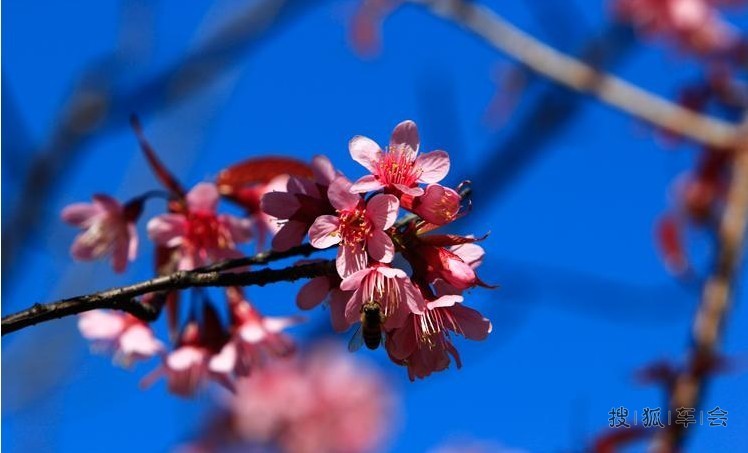 暗香砌玉枝头重 昆明冬樱花娇艳开_挑战之旅