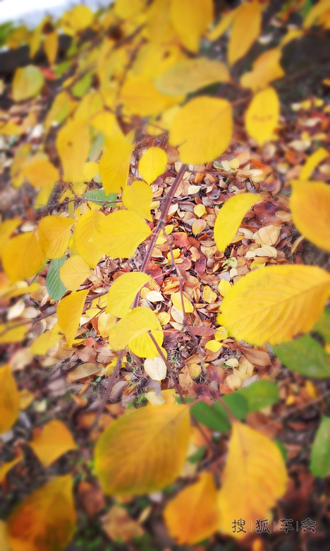 手机发帖:校园的秋色_驾车旅游