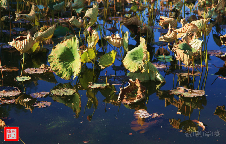 深秋初冬,五彩斑斓.残荷-败柳随风飘之八_华普