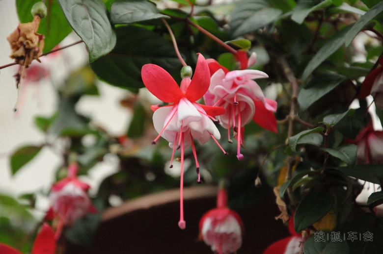 【英朗回家11月29日】温室里的花朵_北京英朗