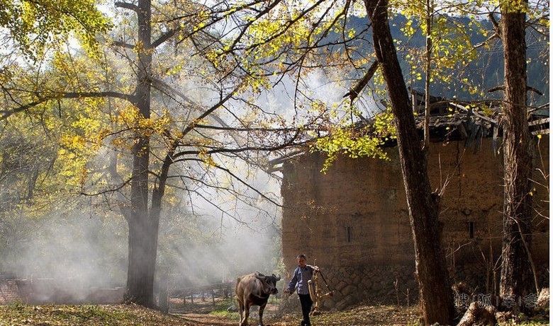 龙门场古银杏群_东莞车友会