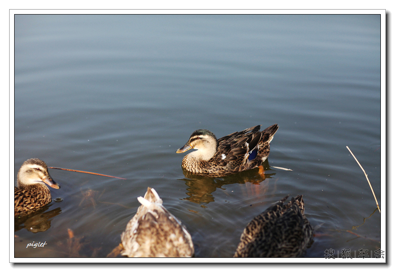 [北车写手]北湖水寒鸭先知_北京车友会