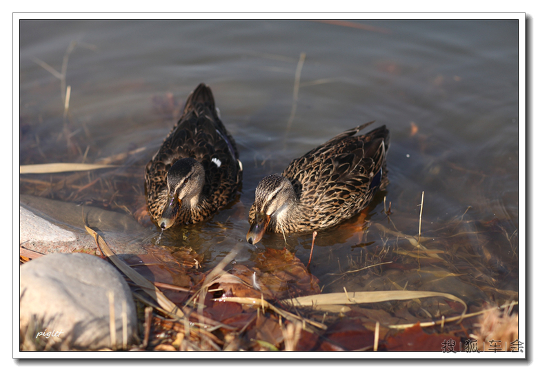 北湖水寒鸭先知_礼物交易