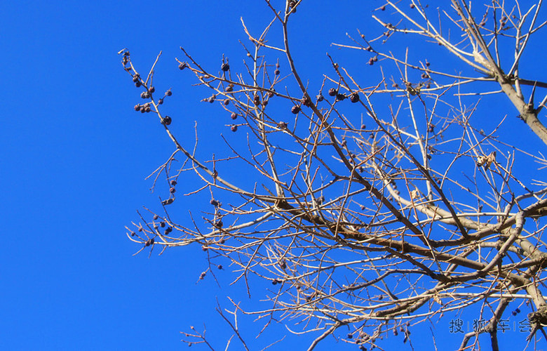 【车友出游】天蓝蓝  柿子红-- 冬游谷积山_海淀