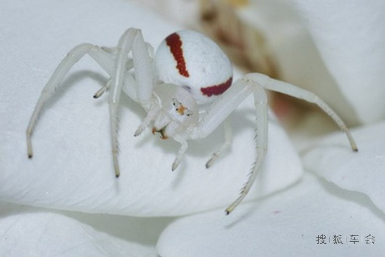 巧妙模拟植物的动物:兰花螳螂比花卉更美丽_北