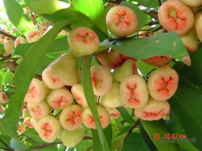 各种水果的药理作用- 搜狐车会