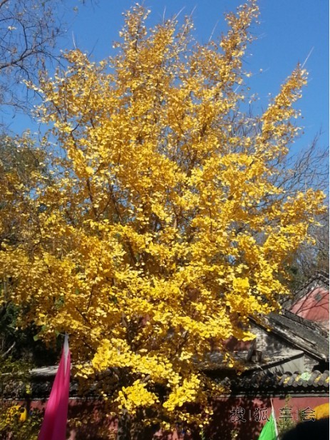 自驾淄博一日游,晒图喽~还望斑竹射精呐!- 搜狐