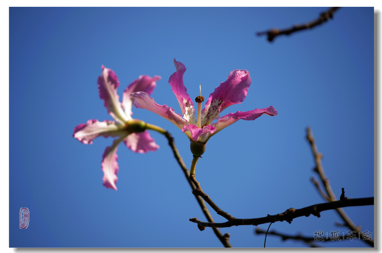 深圳市花簕杜鹃展!_深圳车友会