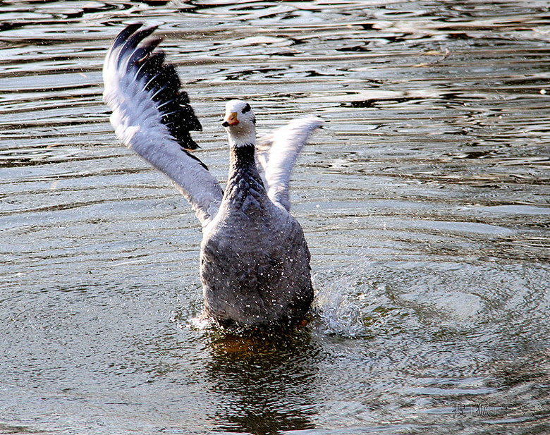 【车友生活 啥都没意思啊】动物园赏鸟-斑头雁