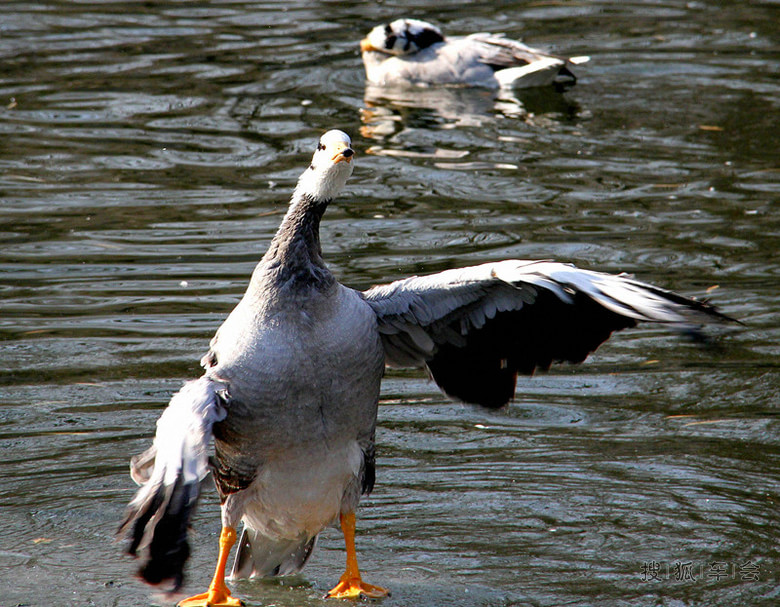 【车友生活 啥都没意思啊】动物园赏鸟-斑头雁
