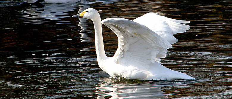 【车友生活】【啥都没意思啊】动物园中鸟儿欢