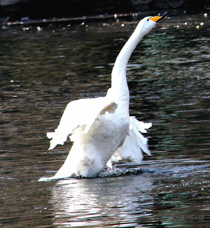 【车友生活】【啥都没意思啊】动物园中鸟儿欢