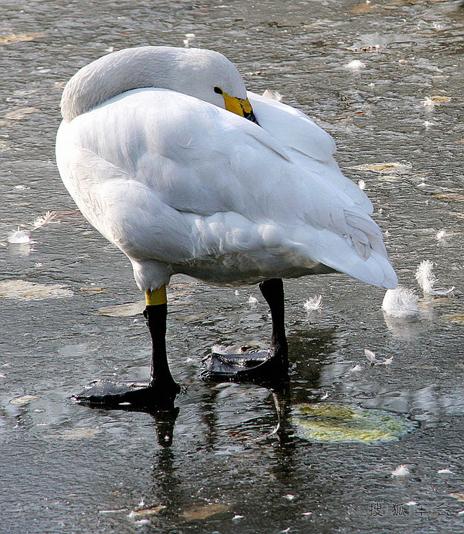 【车友生活】【啥都没意思啊】动物园中鸟儿欢
