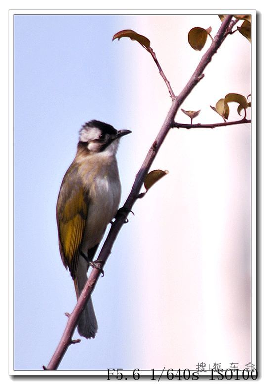 【摄影交流12月】谁知道这小鸟的名字?_北京