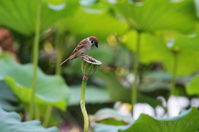 [原创] 小麻雀的快乐生活 _欧蓝德车友会