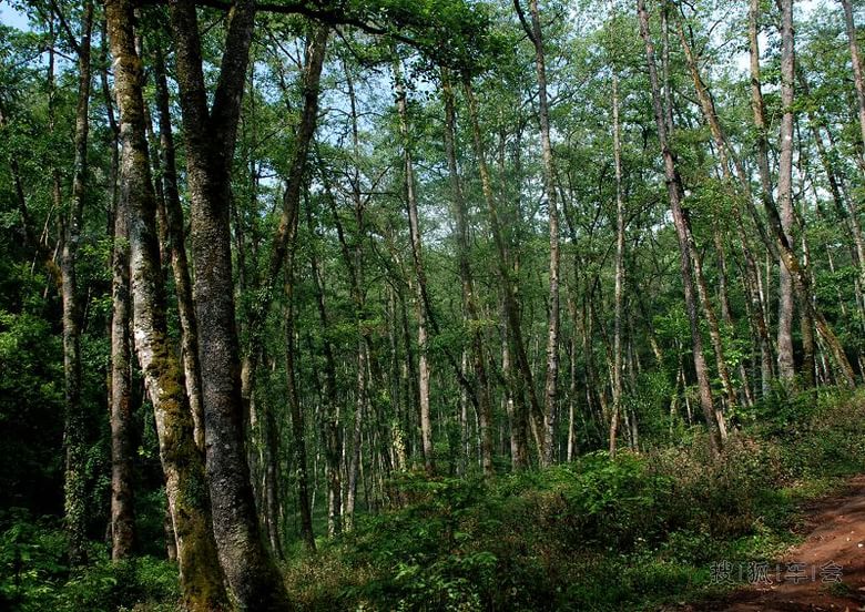 云南行之十八 腾冲来凤山_自驾游