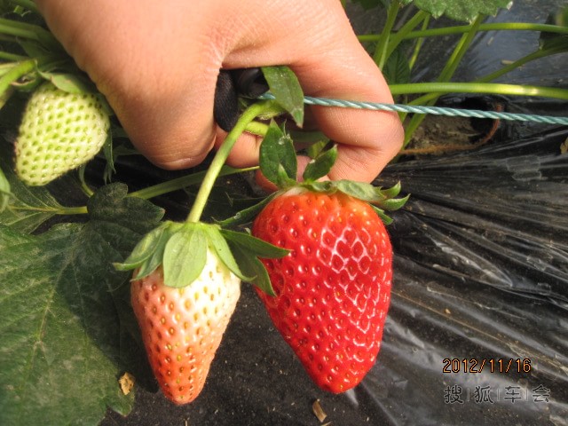 济南张而草莓基地刘双草莓基地欢迎您前来采摘