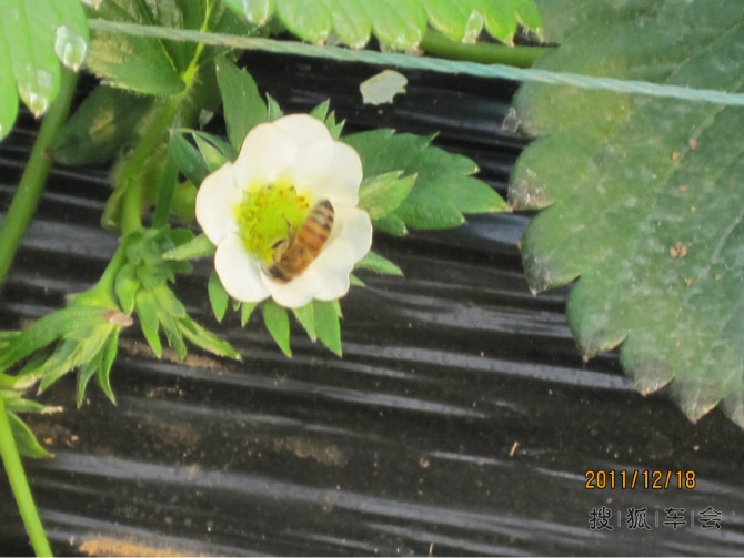 快乐出游---济南张而草莓基地采摘新鲜草莓_山