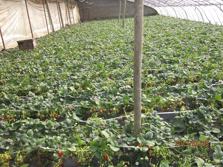 济南是历城区董家镇张而草莓基地欢迎您前来采