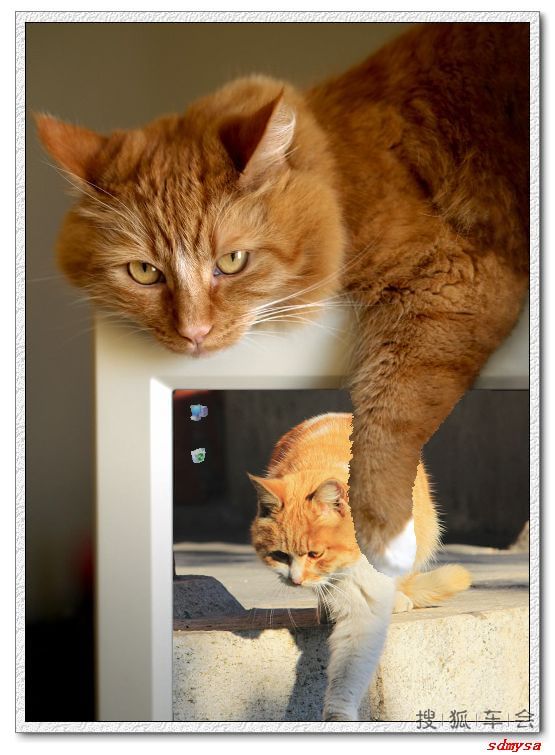 【走进凤凰岭3】【啥都没意思】看到草莓春天