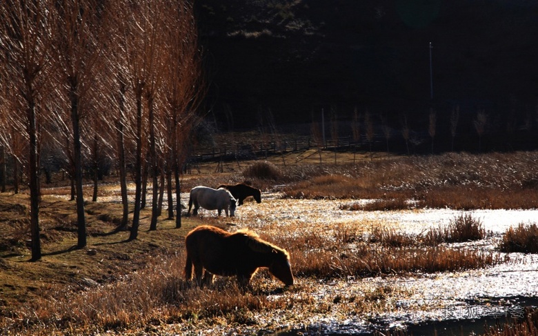 跟着老陈游世界:云南香格里拉_港澳自由行