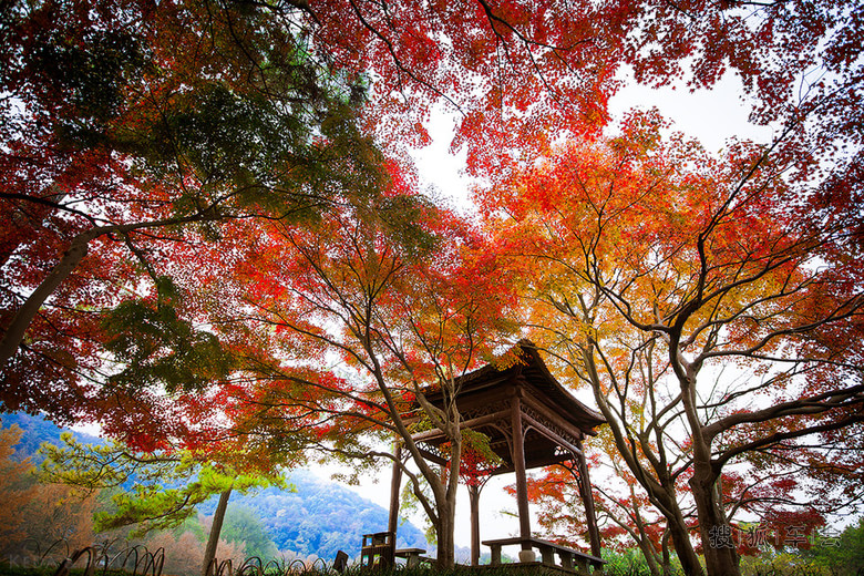 五彩之秋与清晨暖阳_北京比亚迪S6