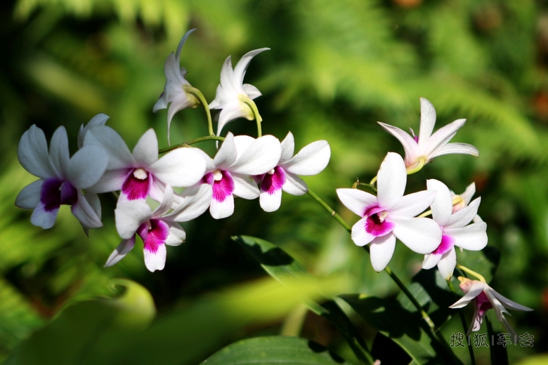 鲜花盛开迎新年_中国自驾游户外联盟