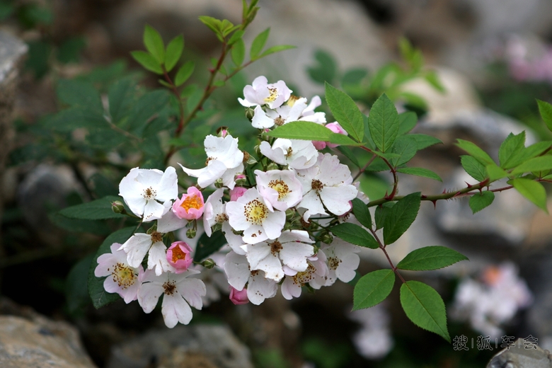 鲜花盛开迎新年_中国自驾游户外联盟