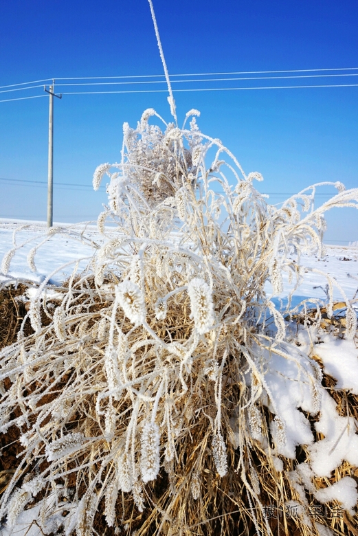 大城市铁岭内疙瘩的雾松_北京途安车友会