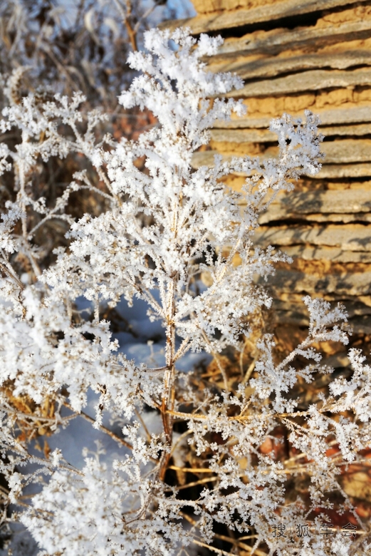 大城市铁岭内疙瘩的雾松_北京途安车友会