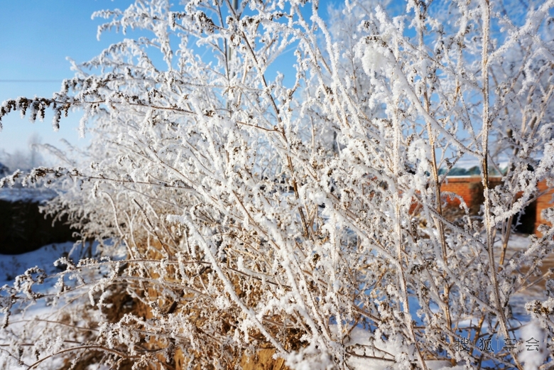 大城市铁岭内疙瘩的雾松_北京途安车友会