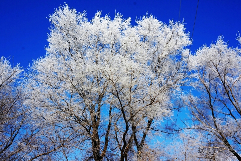大城市铁岭内疙瘩的雾松_北京途安车友会